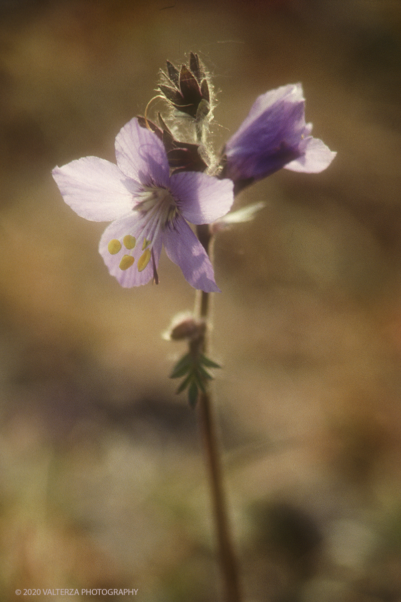 98 SIBERIA.jpg - Luglio/Agosto 1992. Siberia, terra dei Chukchi. Nell'oceano artico  125 Km a nord-est della penisola dei Chukchi (Siberia) c'Ã¨ l'isola di Wrangel, essa ospita piÃ¹ del doppio di specie vegetali (417) di qualsiasi territorio artico a paritÃ  di superficie nonchÃ¨ 30 specie diverse di uccelli oltre ad orsi polari, foche e trichechi ; per questo motivo   Ã¨ stata proclamata patrimonio dell'umanitÃ  dall'UNESCO. Nella foto isola di Wrangel, fioritura estiva nella tundra.